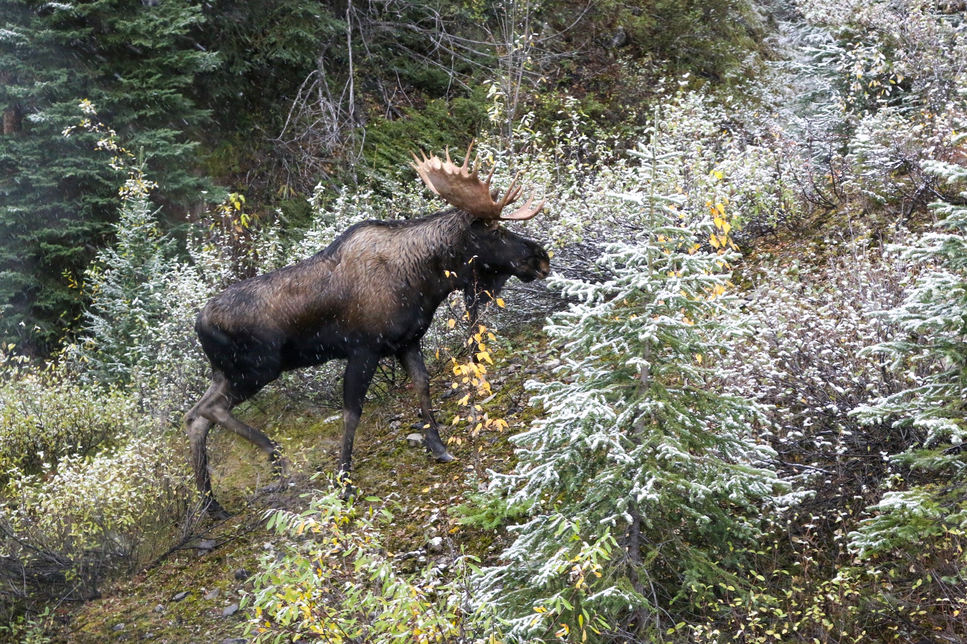 New Project: Algonquin-led Moose Research Project