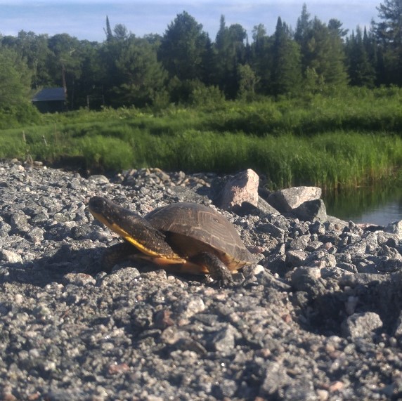 Press Release: Charity Offers Reward for Identification of Turtle Nests Vandal