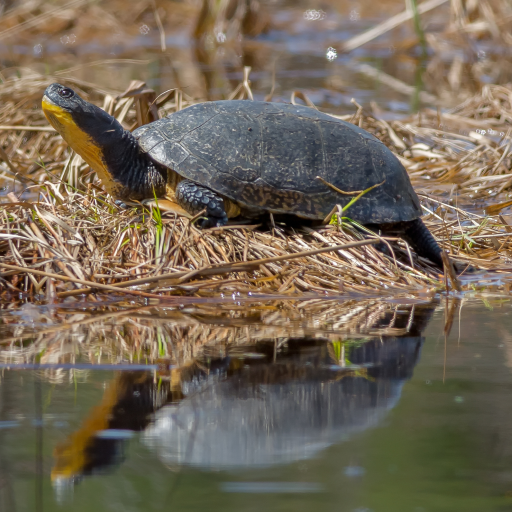 Press Release: Citizens Organize to Protect Endangered Turtles in Muskoka