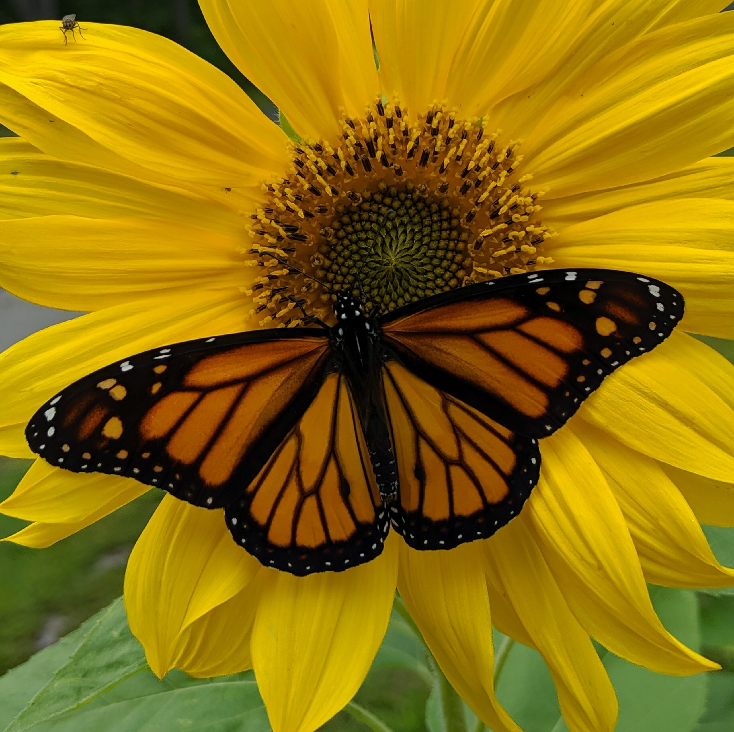 New Project: Promoting Pollinator Friendly Gardens