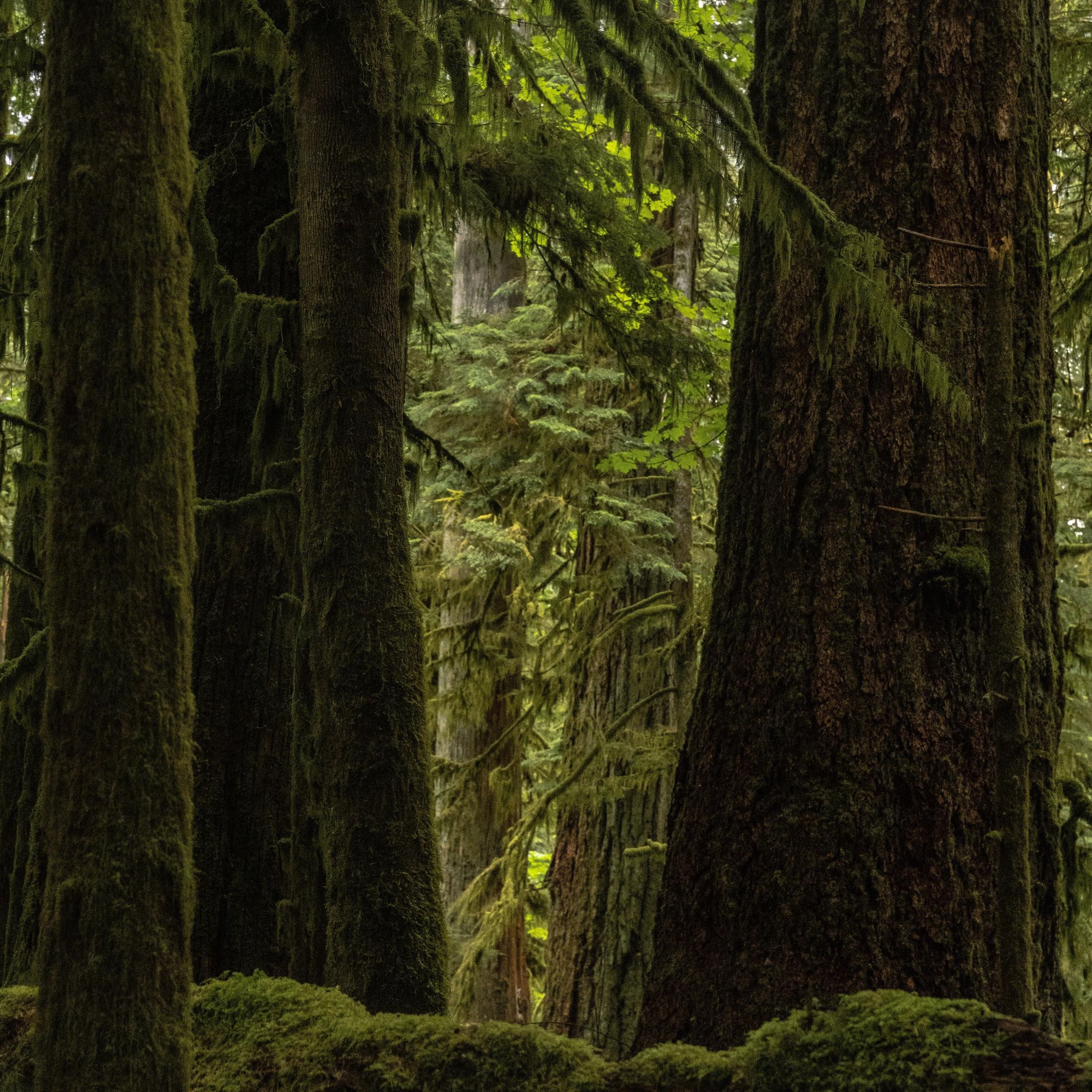 Saving Old Growth Forest in B.C.